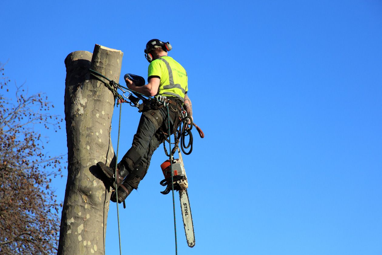 tree work east tree surgeon