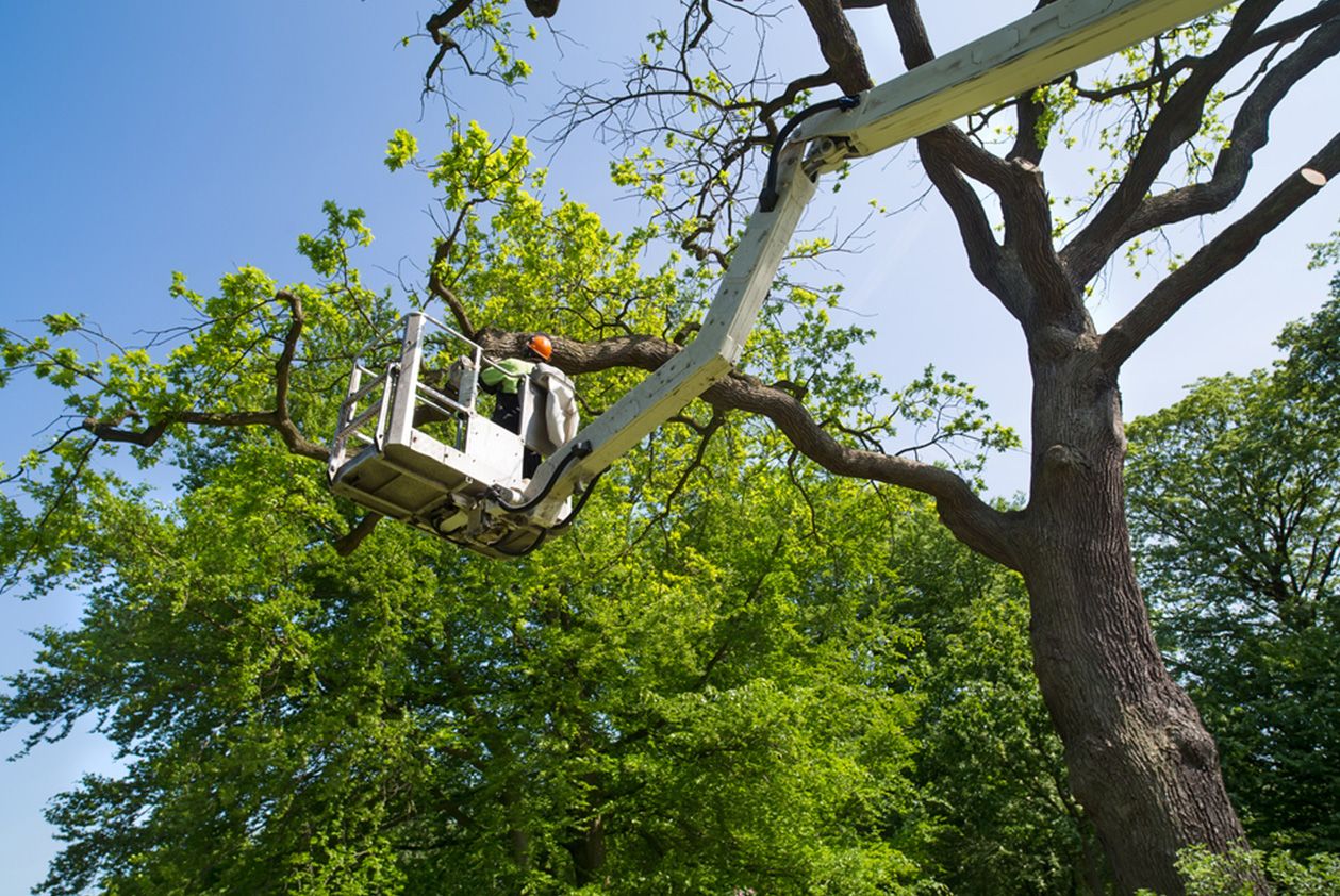 tree work east picker